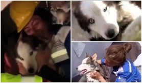 Miracol în Turcia: Un câine a trăit fără apă și mâncare timp de 23 de zile sub ruine